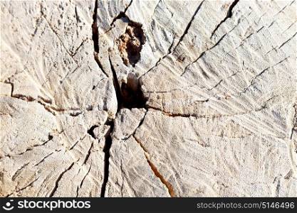 abstract texture of a aged cracked tree trunk and background