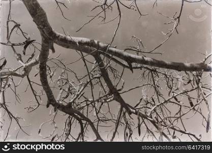 abstract texture of a branches in the empty sky like concept