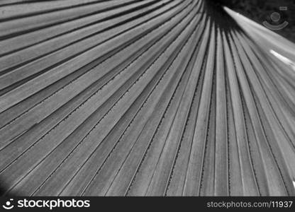 abstract texture of a green leaf in the light