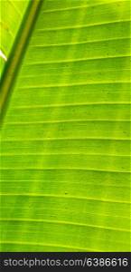 abstract texture of a green leaf in the light