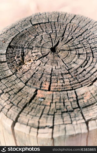 abstract texture of a surface tree like background grain