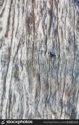 abstract texture of a surface tree like background grain
