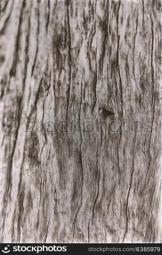 abstract texture of a surface tree like background grain