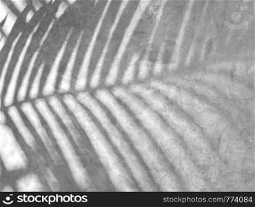 Abstract texture of shadows palm leaves on congrete wall background.