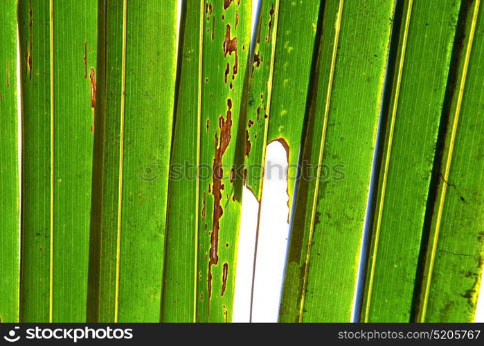 abstract thailand in the light leaf and his veins background of a green white