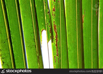 abstract thailand in the light leaf and his veins background of a green white