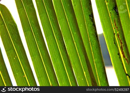 abstract thailand in the light leaf and his veins background of a green white