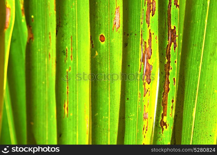 abstract thailand in the light leaf and his veins background of a green white