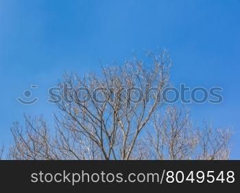 Abstract tree branches isolated on sky background used as a background for a comparison of the difference.
