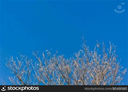 Abstract tree branches isolated on sky background used as a background for a comparison of the difference.