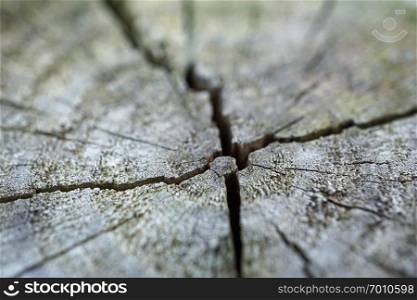 abstract tree trunk wooden texture                               