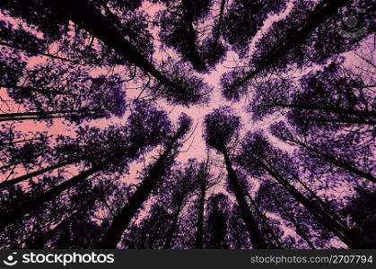 Abstract trees