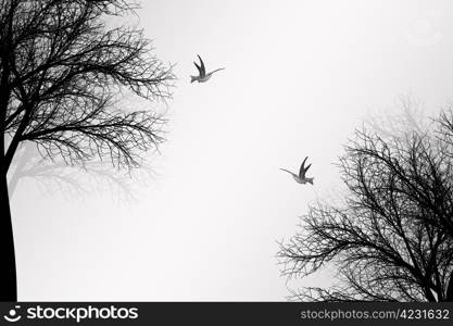 Abstract trees and birds background