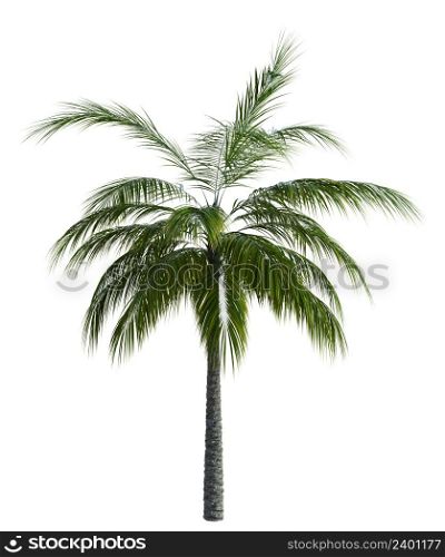 Abstract tropical palm tree with green leaves isolated on white background, 3D illustration.