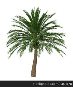 Abstract tropical palm tree with green leaves isolated on white background, 3D illustration.