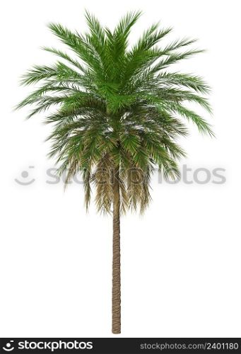 Abstract tropical palm tree with green leaves isolated on white background, 3D illustration.