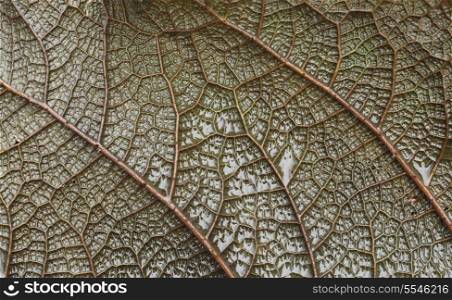 Abstract view of the veins in a wet leaf