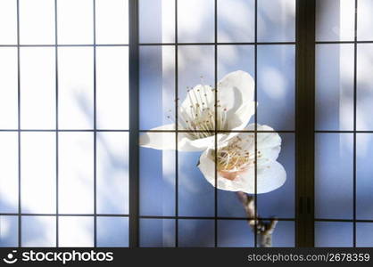 Abstract view through window