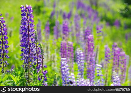 abstract violet flowers on field