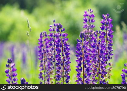 abstract violet flowers on field