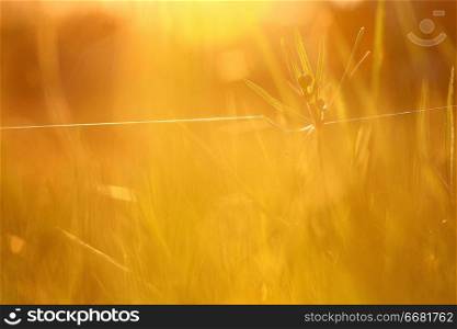 abstract warm yellow background motion blur
