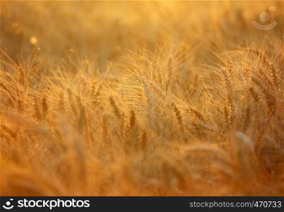 abstract wheat field illuminated by the orange sunset