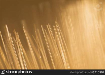 abstract wheat optical fibers light