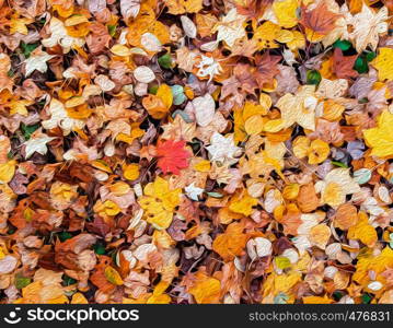 Abtract colourful vibrant autumn leaves illustration graphic art oil colour bush stroke texture background. Nature graphic art wallpaper concept.