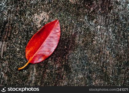 Abtract image autumn red foliage magle leaf  on dark dirty concrete surface