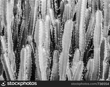 Abtract Texture of green Faux pillar cactus with sharp spikes, horizontal image