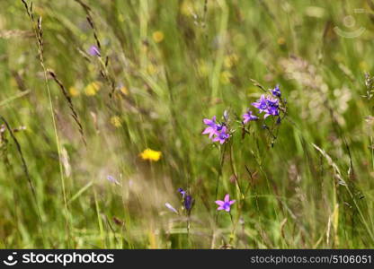 Abundance of blooming wild flowers on the meadow at summertime. Spring flower seasonal nature background