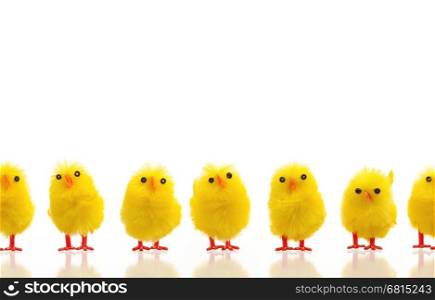 Abundance of easter chicks on a row, isolated