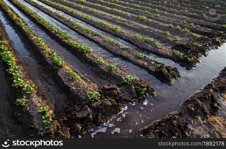 Abundant watering the potato plantation through irrigation canals. Surface irrigation of crops. European farming. Agriculture and agribusiness. Agronomy. Water flow control. Moistening