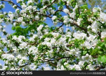 Abundant white blossom of an apple tree in a spring orchard
