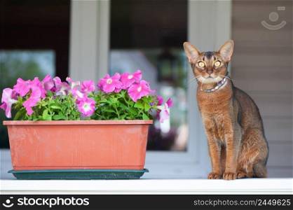 Abyssinian cat in collar, sitting on a terrace with flowers . High quality advertising stock photo. Pets walking in the summer