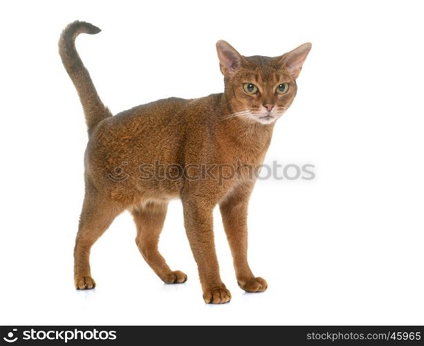 Abyssinian cat in front of white background