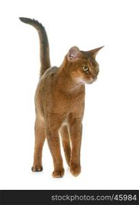 Abyssinian cat in front of white background