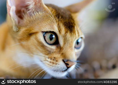 Abyssinian cat portrait. Animals: close-up portrait of young abyssinian cat