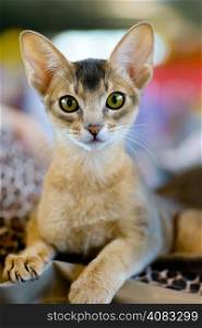 Abyssinian cat portrait. Animals: close-up portrait of young abyssinian cat