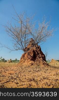 Acacia bush growing on an ant hill