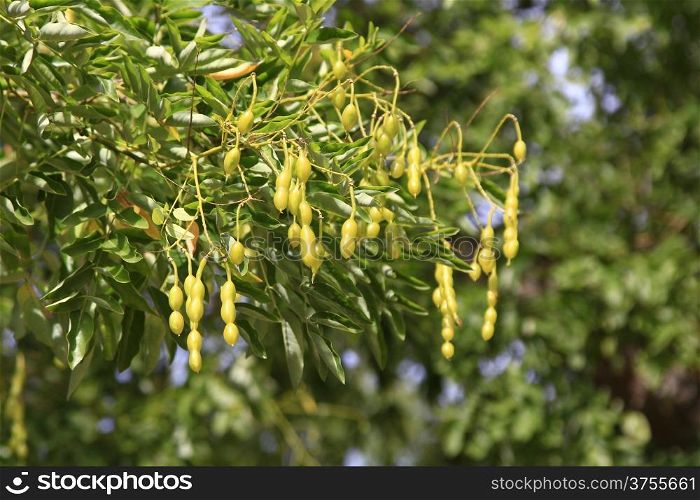Acacia (Gleditsia triacanthos)