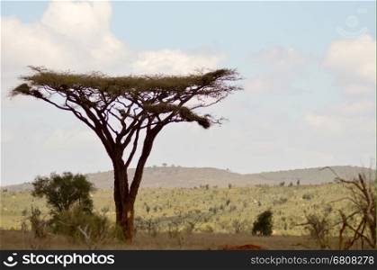 Acacia in the savanna . Acacia in the savanna of West Tsavo Park in Kenya