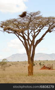 Acacia in the savanna. Acacia in the savanna of West Tsavo Park in Kenya