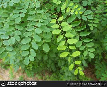 Acacia leaf. Leaves of Acacia tree aka thorntree or whistling thorn or wattle