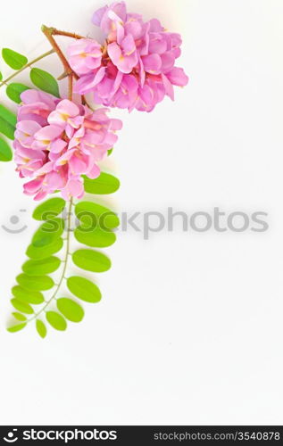acacia pink flowers- Robinia hispida