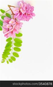 acacia pink flowers- Robinia hispida
