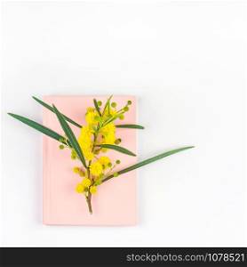 Acacia pycnantha or Mimosa twig with yellow fluffy flowers on pink notebook isolated on white background. Top view flat lay with copy space in minimalism style