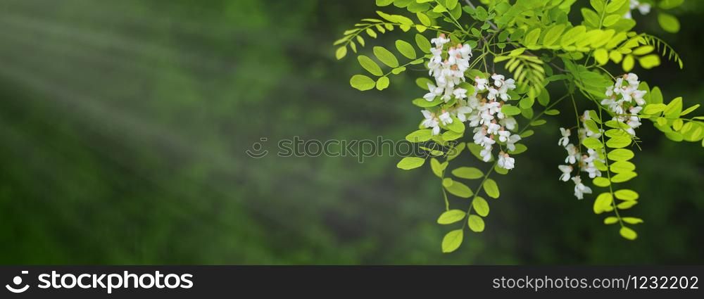 Acacia tree flowers blooming in the spring. Acacia flowers branch with a green background