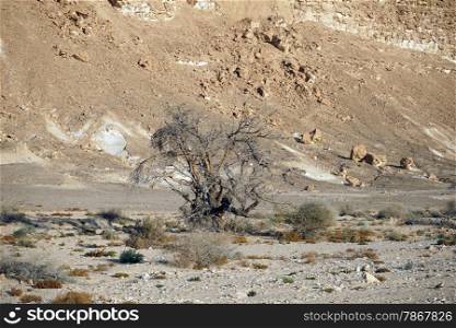 Acacia tree in Negev desert in Israel
