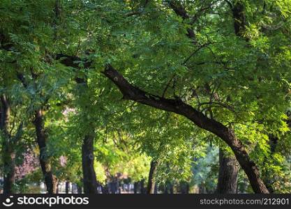 Acacia tree with green leaves in a city park, Ukraine